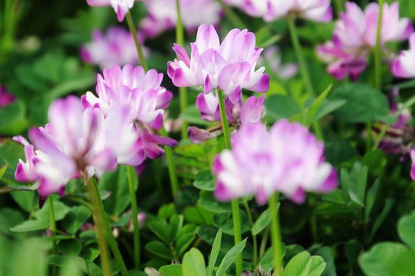 2018種紫云英賺錢(qián)嗎？紫云英種植的利潤(rùn)與投資成本及前景預(yù)測(cè)