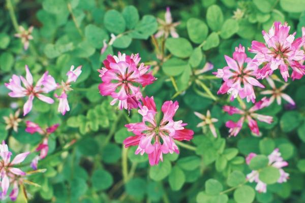 2018種紫云英賺錢(qián)嗎？紫云英種植的利潤(rùn)與投資成本及前景預(yù)測(cè)