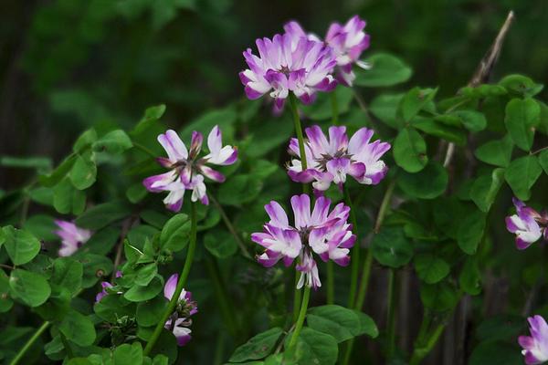 2018種紫云英賺錢(qián)嗎？紫云英種植的利潤(rùn)與投資成本及前景預(yù)測(cè)