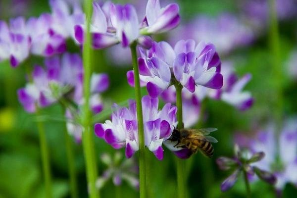 2018種紫云英賺錢(qián)嗎？紫云英種植的利潤(rùn)與投資成本及前景預(yù)測(cè)