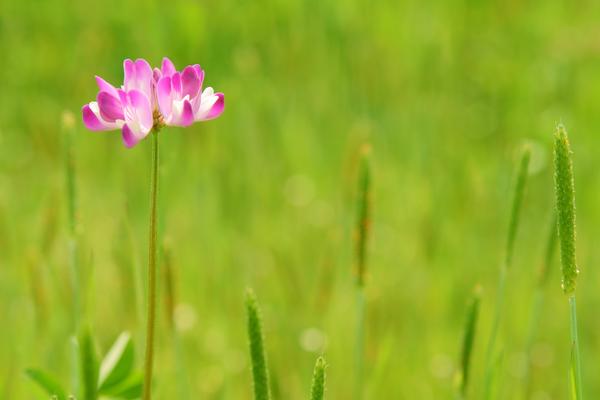 2018種紫云英賺錢(qián)嗎？紫云英種植的利潤(rùn)與投資成本及前景預(yù)測(cè)