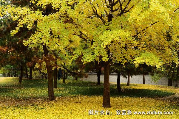 2018種銀杏樹賺錢嗎？銀杏樹種植的利潤與投資成本及前景預(yù)測