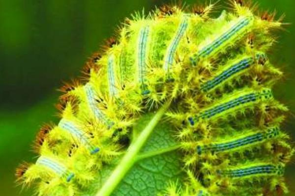 被毛辣子辣了怎么辦