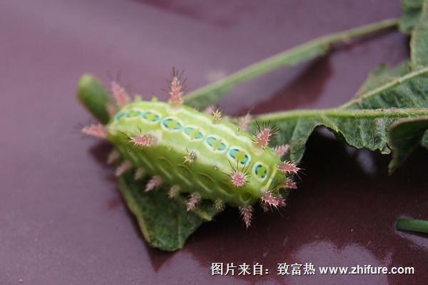 被毛辣子辣了怎么辦