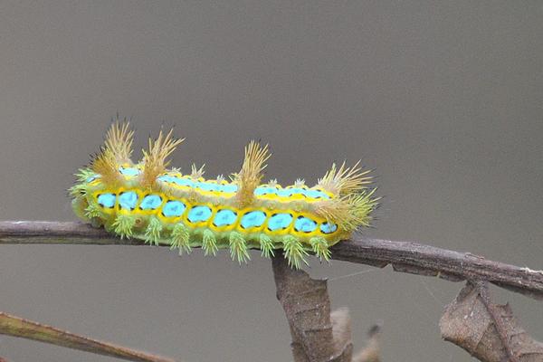 被毛辣子辣了怎么辦