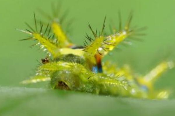 被毛辣子辣了怎么辦