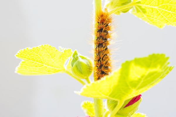 被毛辣子辣了怎么辦