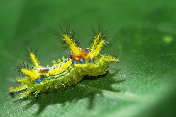 被毛辣子辣了怎么辦