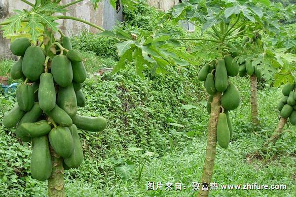 木瓜科學種植栽培技術