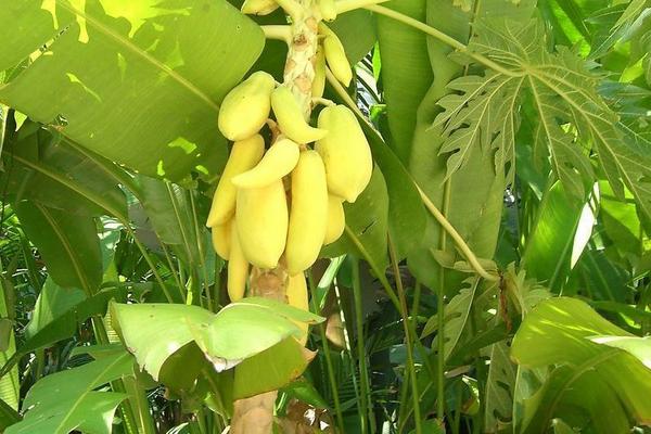 木瓜科學種植栽培技術