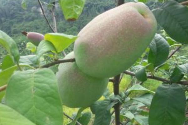 木瓜科學種植栽培技術