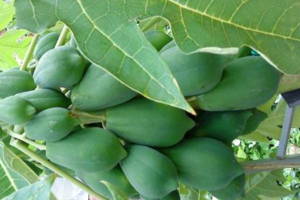 木瓜科學種植栽培技術