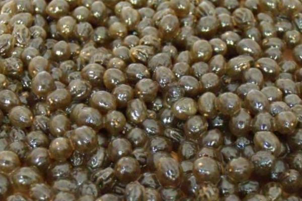 木瓜科學種植栽培技術