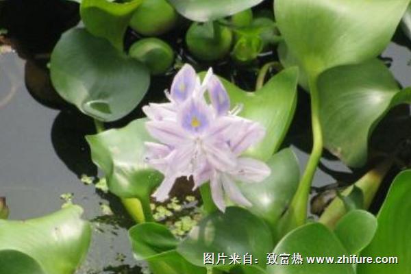 2018種水葫蘆賺錢(qián)嗎?水葫蘆種植的利潤(rùn)與投資成本及前景預(yù)測(cè)
