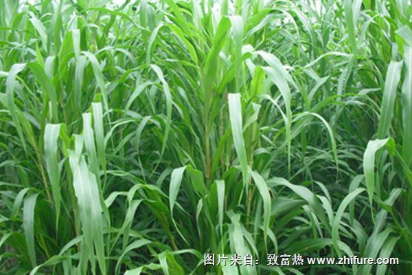 2018種蘇丹草賺錢嗎？蘇丹草種植的利潤與投資成本及前景預測