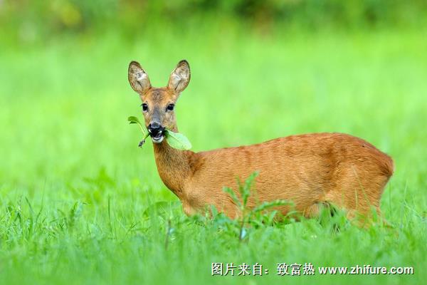 狍子全身是寶 但選種需謹慎