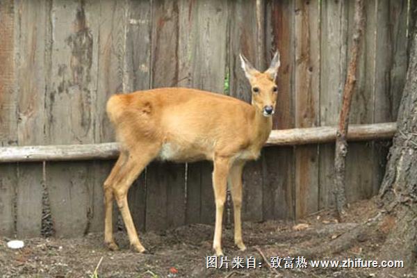 狍子全身是寶 但選種需謹慎