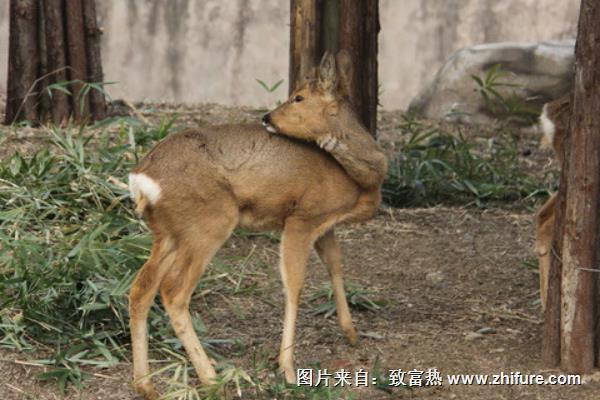 狍子全身是寶 但選種需謹慎
