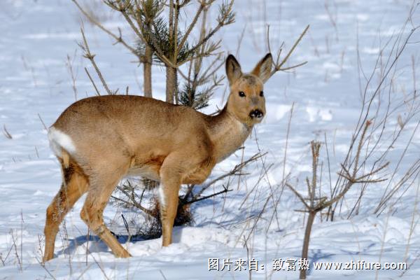 狍子全身是寶 但選種需謹慎