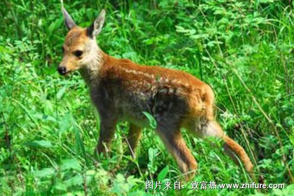 狍子養(yǎng)殖需要資金多少