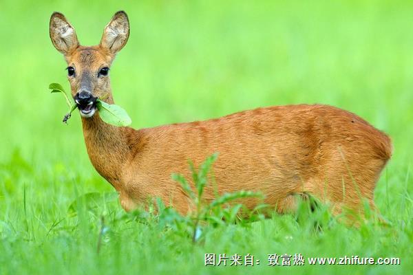 狍子養殖需要資金多少