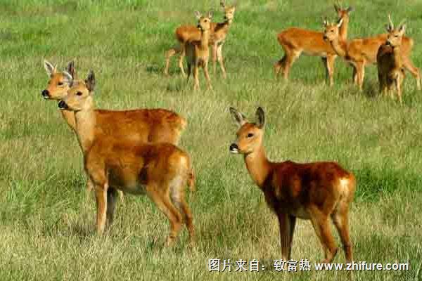 狍子養殖需要資金多少