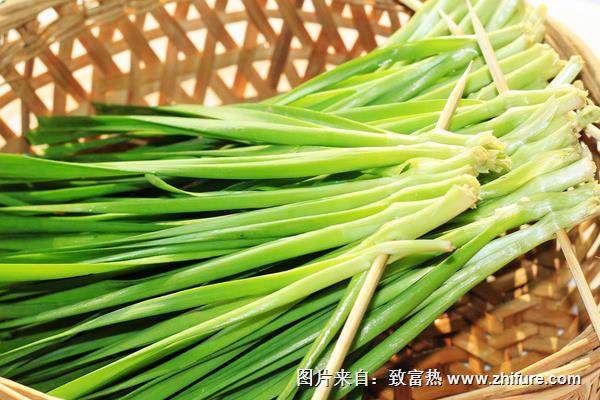 冬種韭菜破除休眠的經驗