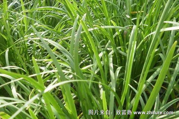 冬種韭菜破除休眠的經驗