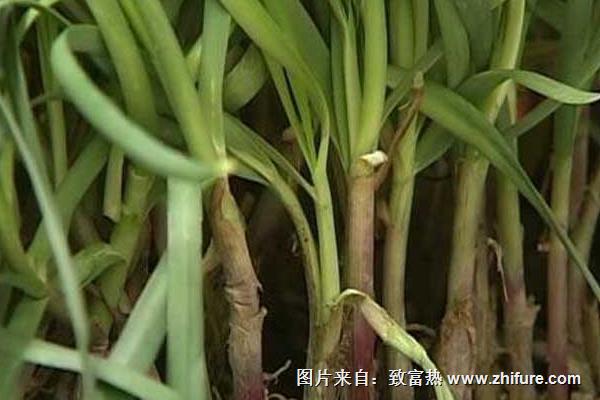 冬種韭菜破除休眠的經驗