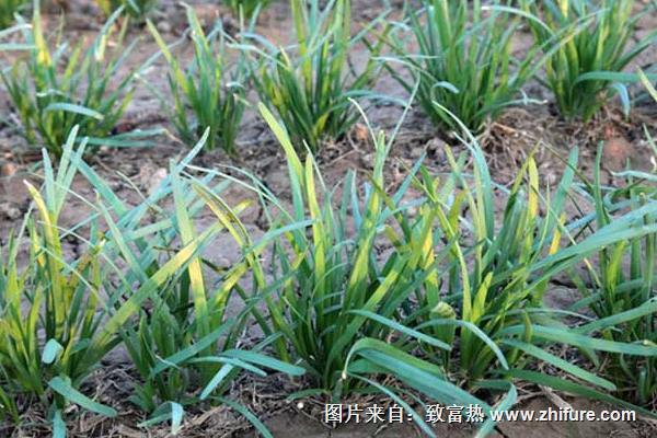 冬種韭菜破除休眠的經驗