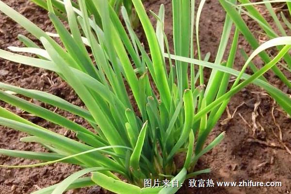 冬種韭菜破除休眠的經驗