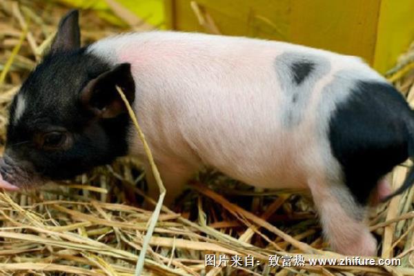 香豬豬舍怎么設計建設？有些要注意的？