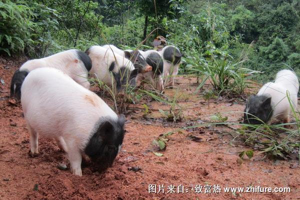 香豬豬舍怎么設計建設？有些要注意的？