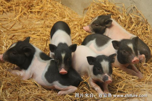 香豬豬舍怎么設計建設？有些要注意的？