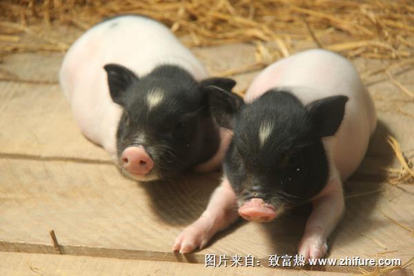 香豬豬舍怎么設計建設？有些要注意的？