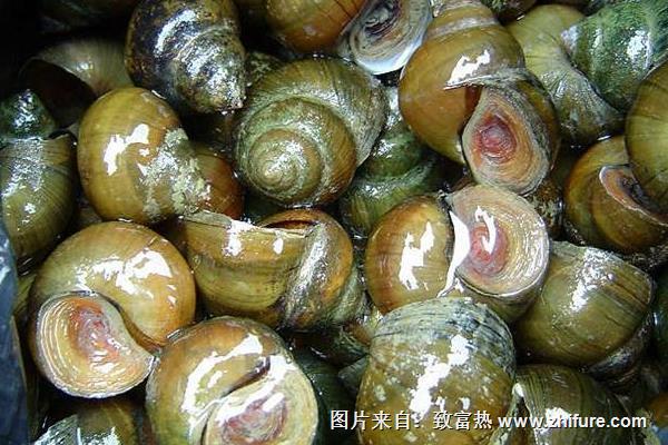 養(yǎng)殖田螺萎癟癥的治療