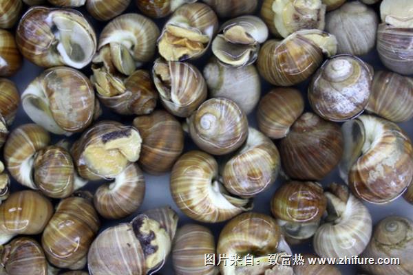 養(yǎng)殖田螺萎癟癥的治療