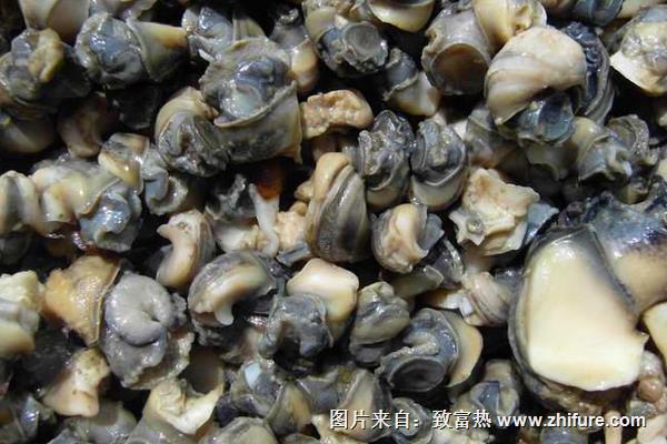 養(yǎng)殖田螺萎癟癥的治療