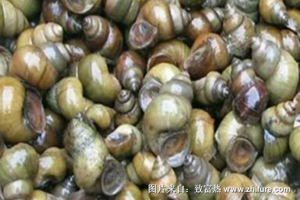 養(yǎng)殖田螺萎癟癥的治療