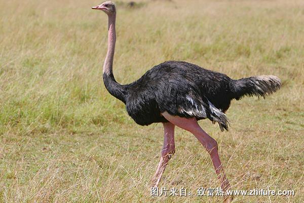 鴕鳥養殖成本需要多少