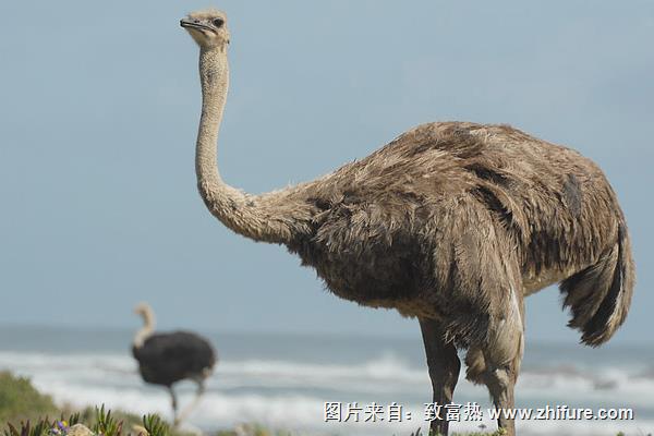鴕鳥養殖成本需要多少