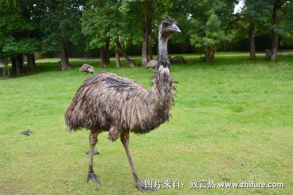 鴕鳥養殖成本需要多少