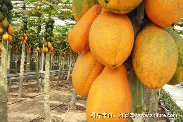 木瓜什么時候成熟