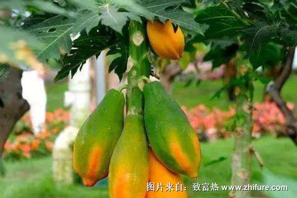 木瓜什么時候成熟