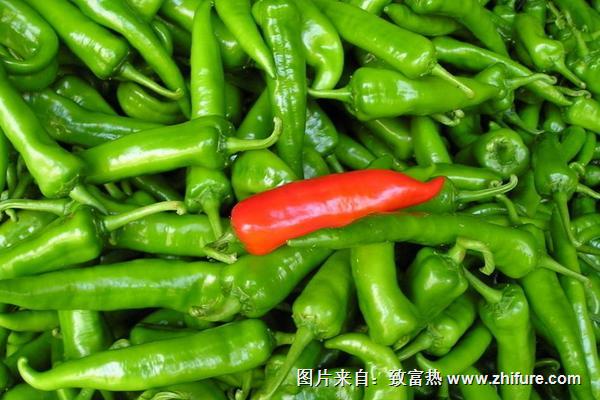 尖椒營養(yǎng)價(jià)值-------欄目:百科 分組:辣椒