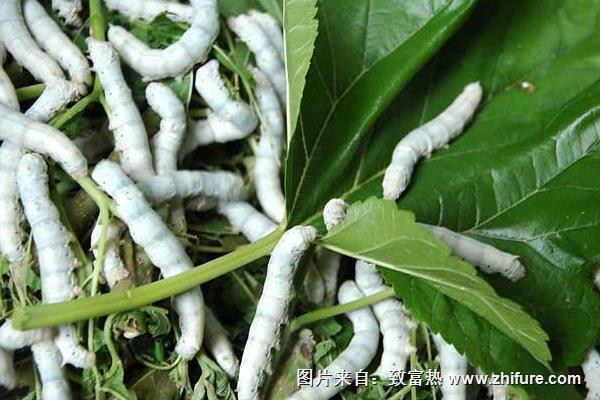 桑葉在養(yǎng)蠶過(guò)程中的喂養(yǎng)