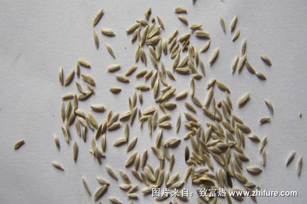 油麥菜種子價格多少錢一斤