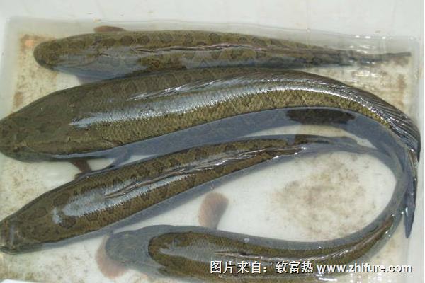 養(yǎng)殖黑魚(yú)苗種土池培育的管理技術(shù)