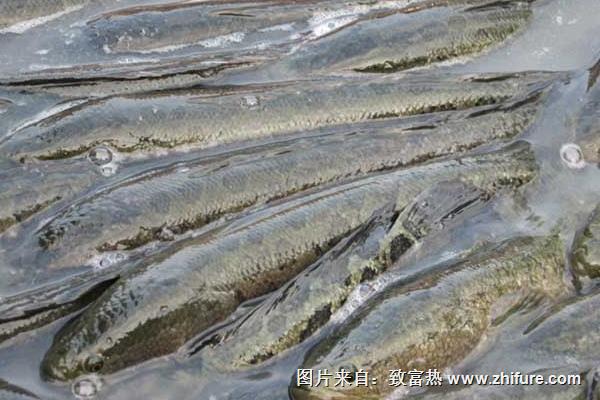 養(yǎng)殖黑魚(yú)苗種土池培育的管理技術(shù)