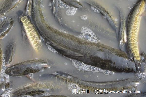 養(yǎng)殖黑魚(yú)苗種土池培育的管理技術(shù)